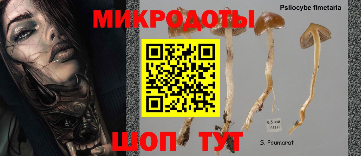 Псилоцибиновые грибы Cubensis Гусиноозёрск